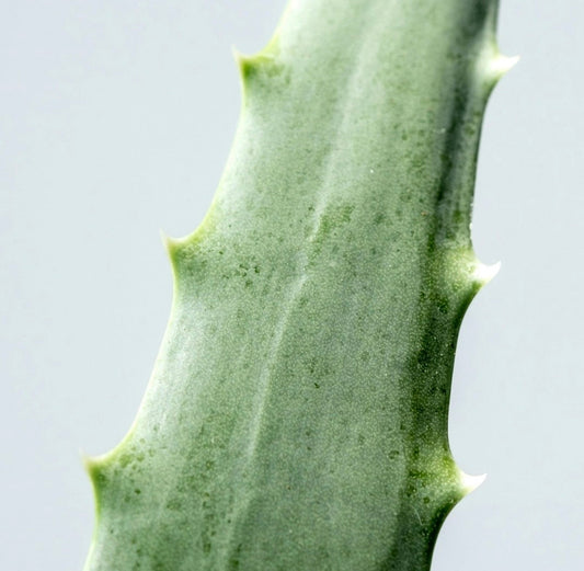Qu’est-ce que l’Aloe Vera (Aloe Barbadensis Leaf Juice) et pourquoi est-il utilisé en cosmétique ?