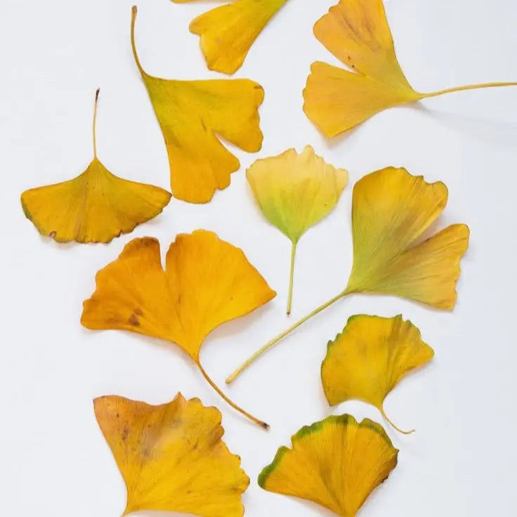 Ginkgo bul•